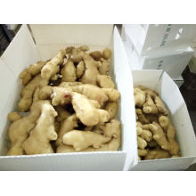 New Crop Fresh Ginger